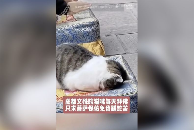 小貓拜佛? 看似虔誠抑或“睡著啦”